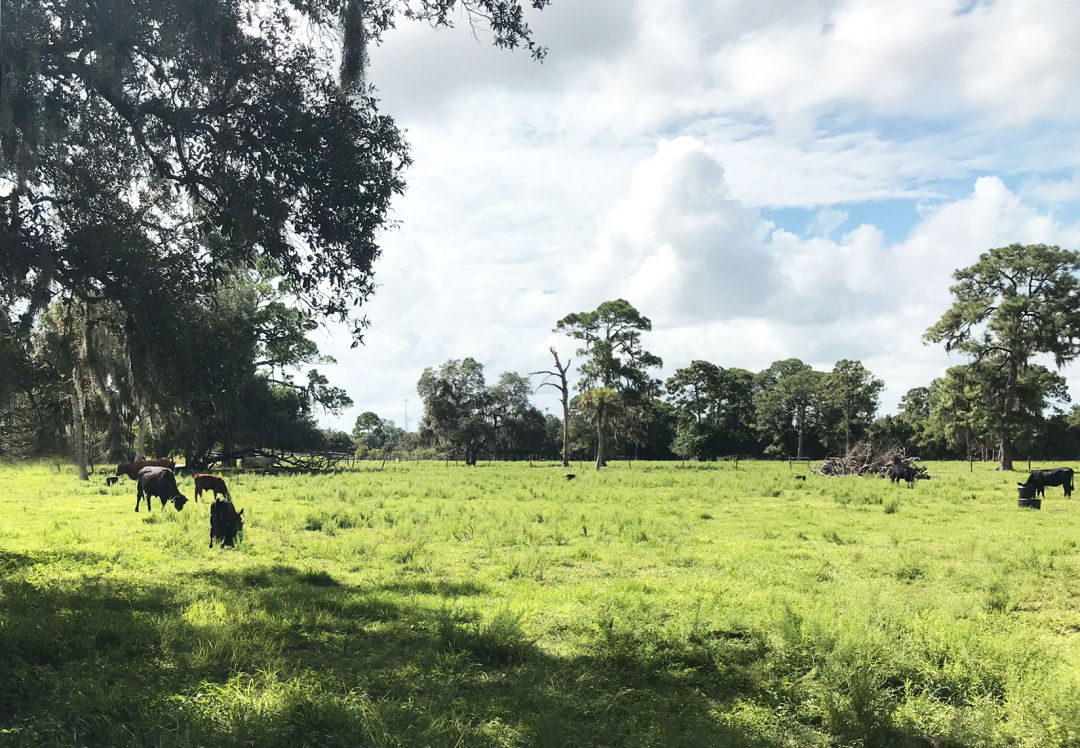 Conservation Foundation Permanently Protects 14.38 Acres in Manatee County